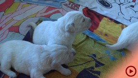 Fenjas Welpen Woche1-2a_Button.jpg