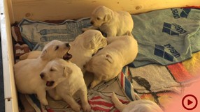 Fenjas Welpen Woche3-4a_Button.jpg