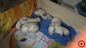 Fenjas Welpen Woche3-4b_Button.jpg