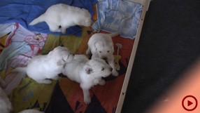 Fenjas Welpen Woche3-4c_Button.jpg