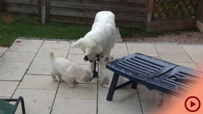 Fenjas Welpen Woche5-6a_Button.jpg