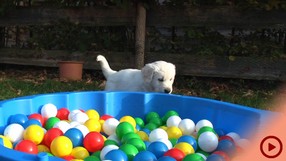 Fenjas Welpen Woche5-6b_Button.jpg