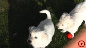 Fenjas Welpen Woche5-6d_Button.jpg