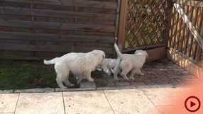 Fenjas Welpen Woche7-8a_Button.jpg