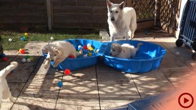 Fenjas Welpen Woche7-8b_Button.jpg