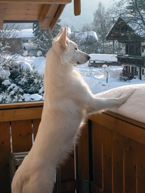 Fenja 2006-01-28 d.jpg