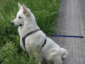 Fenja 2006-06-06.jpg