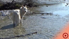 Fenja_2015-07-11 Isar1_Button.jpg