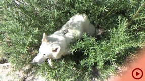 Fenja_2015-07-11 Isar2_Button.jpg