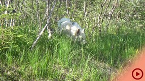 Fenja_2015-07-11 Isar3_Button.jpg