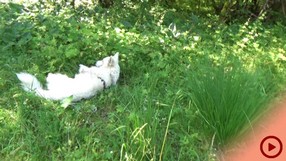 Fenja_2015-07-11 Isar4_Button.jpg